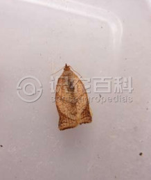 柑橘黄叶症状示例1