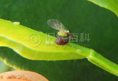 柑橘黄叶症状示例2
