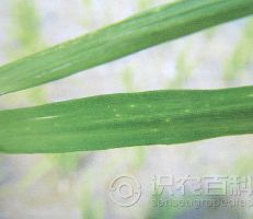 柑橘黄叶症状示例0