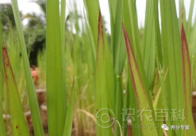 水稻缺磷