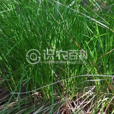 单性薹草