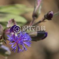 柑橘黄叶症状示例0