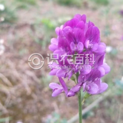 柑橘黄叶症状示例2