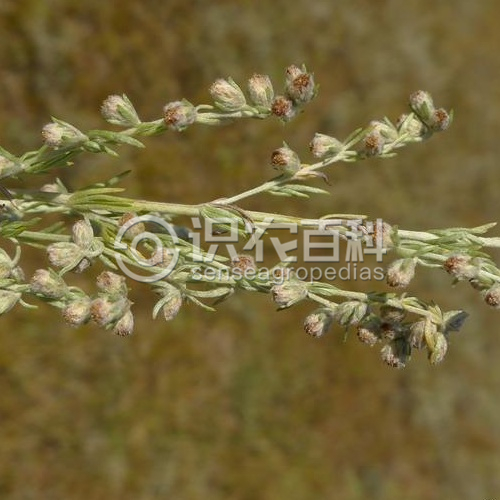 柑橘黄叶症状示例4
