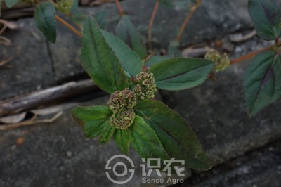 飞扬草
