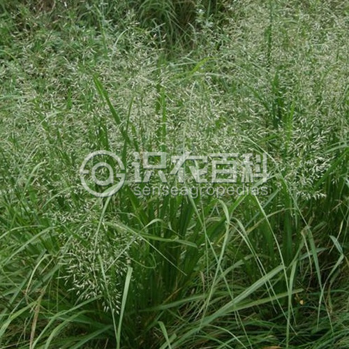 柑橘黄叶症状示例2