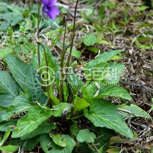 柑橘黄叶症状示例2