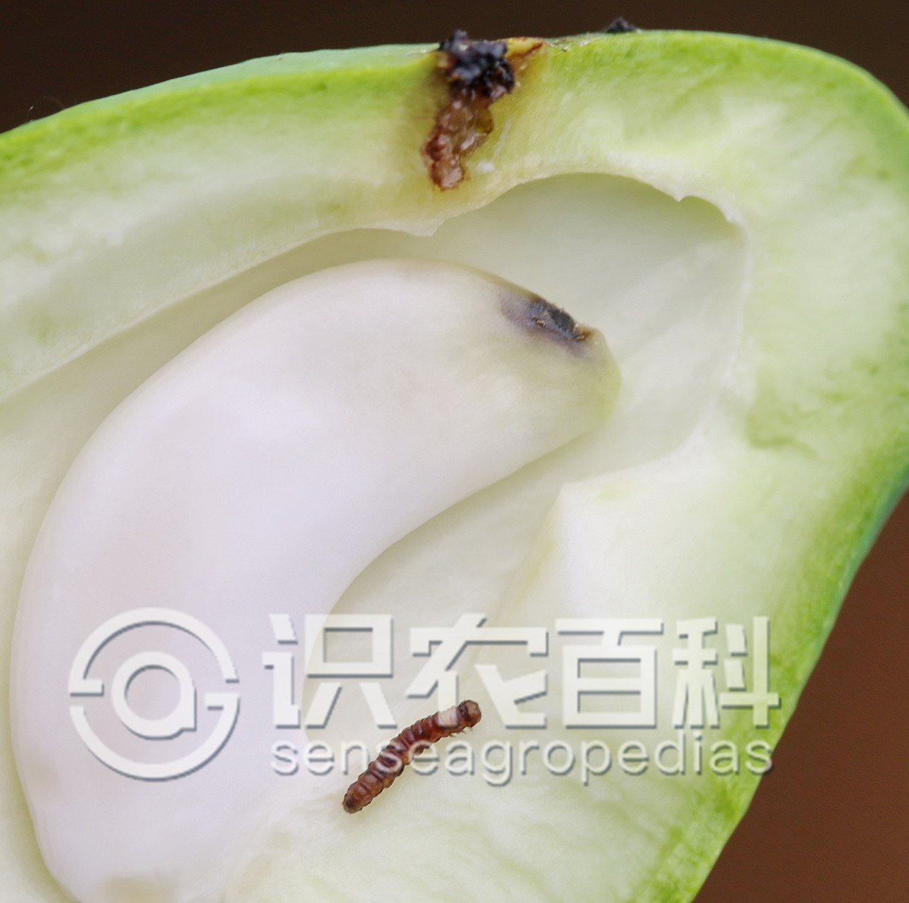 柑橘黄叶症状示例0