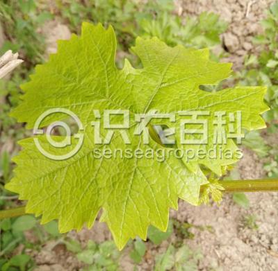 葡萄缺氮