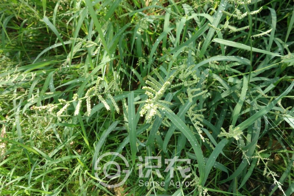 柑橘黄叶症状示例4