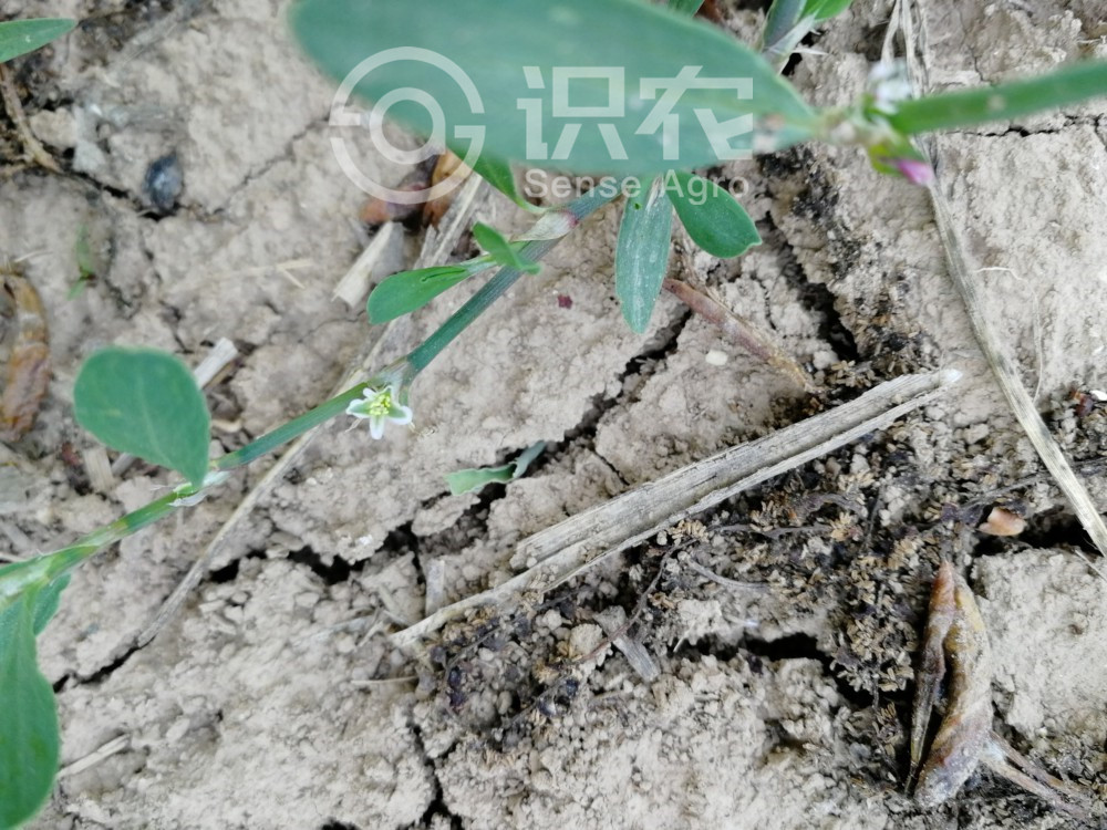 柑橘黄叶症状示例4