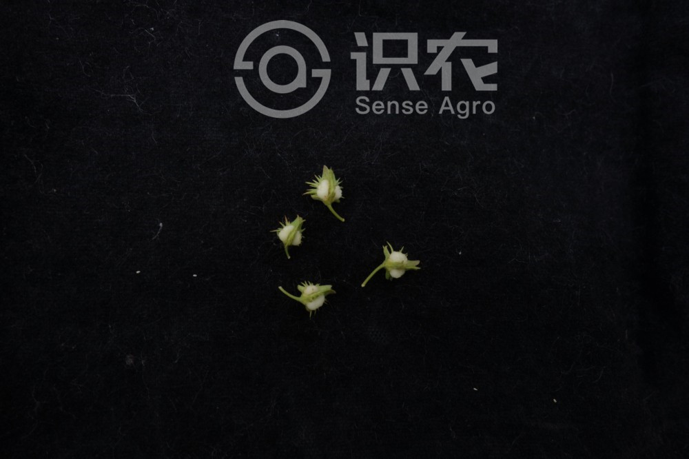 柑橘黄叶症状示例6
