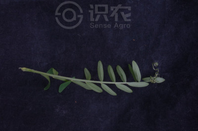 广布野豌豆