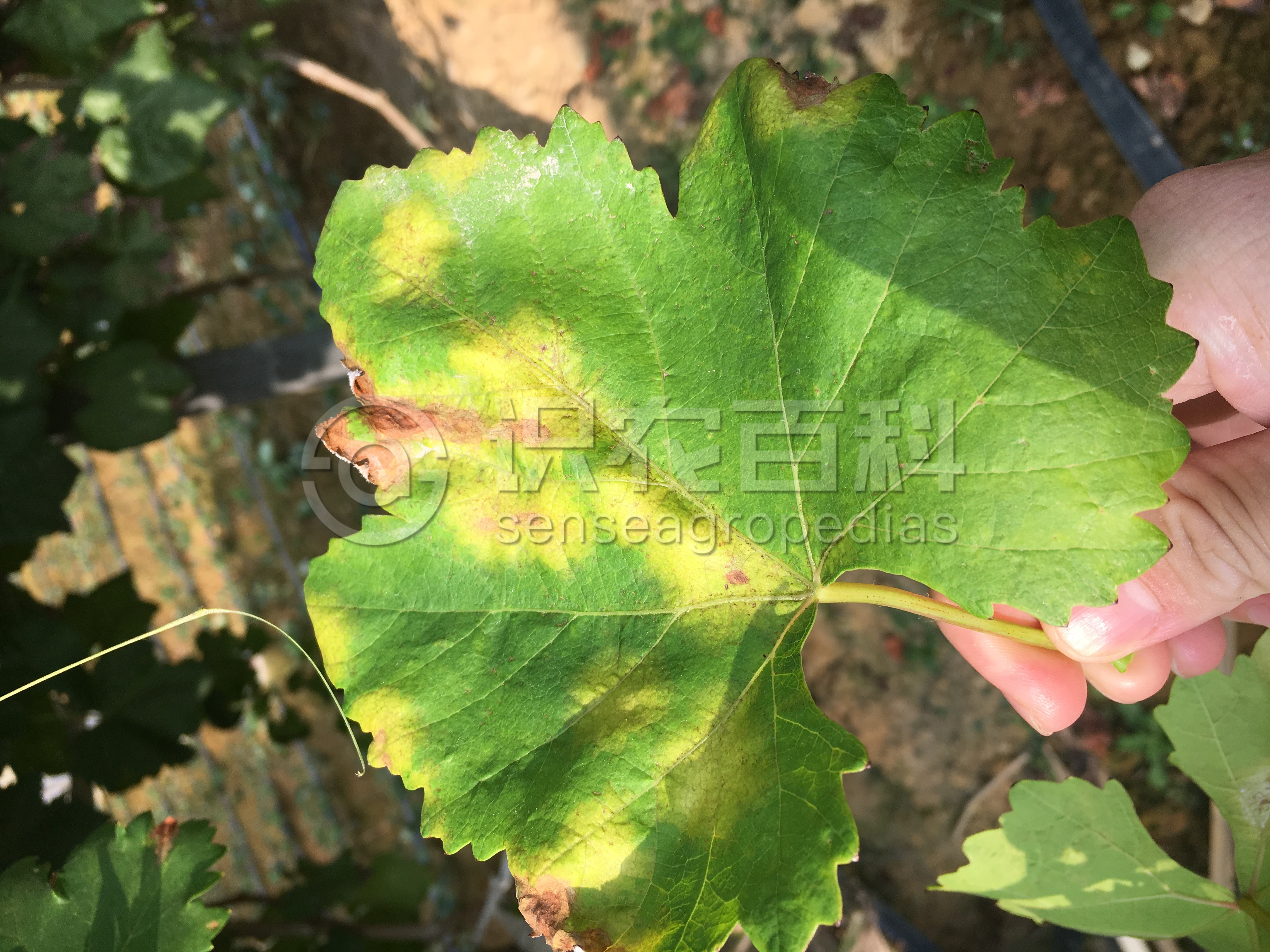 柑橘黄叶症状示例2