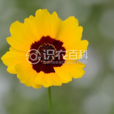 蛇目菊