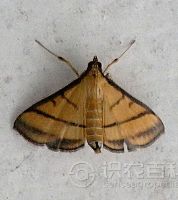 柑橘黄叶症状示例0