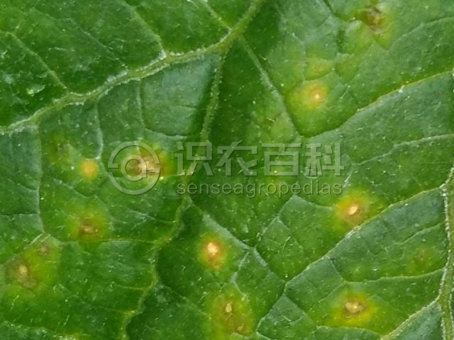 柑橘黄叶症状示例4