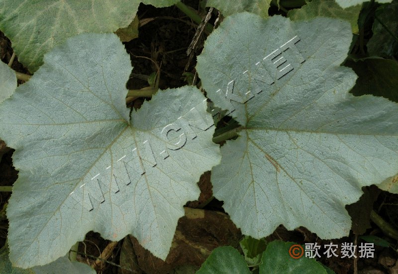 柑橘黄叶症状示例0