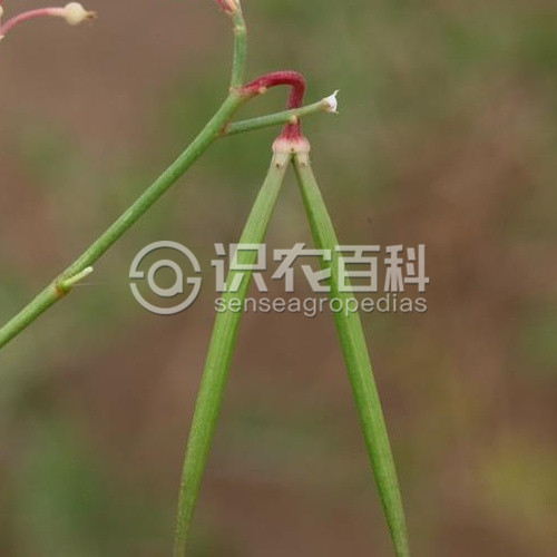 柑橘黄叶症状示例4