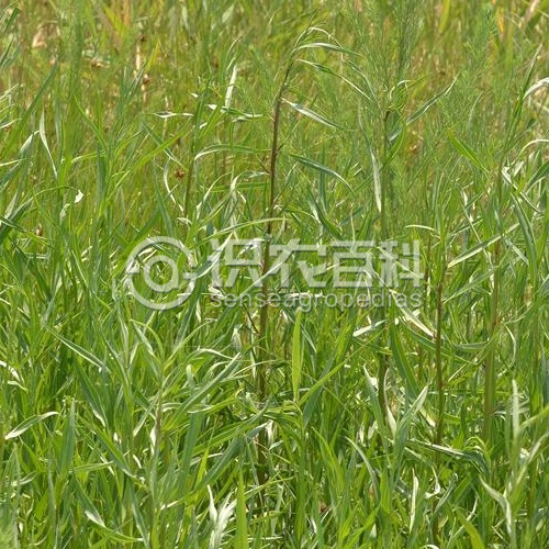柑橘黄叶症状示例1