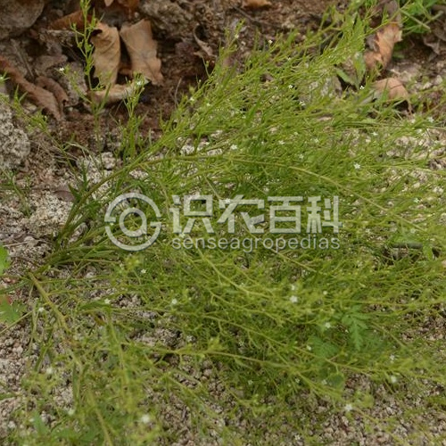 柑橘黄叶症状示例2