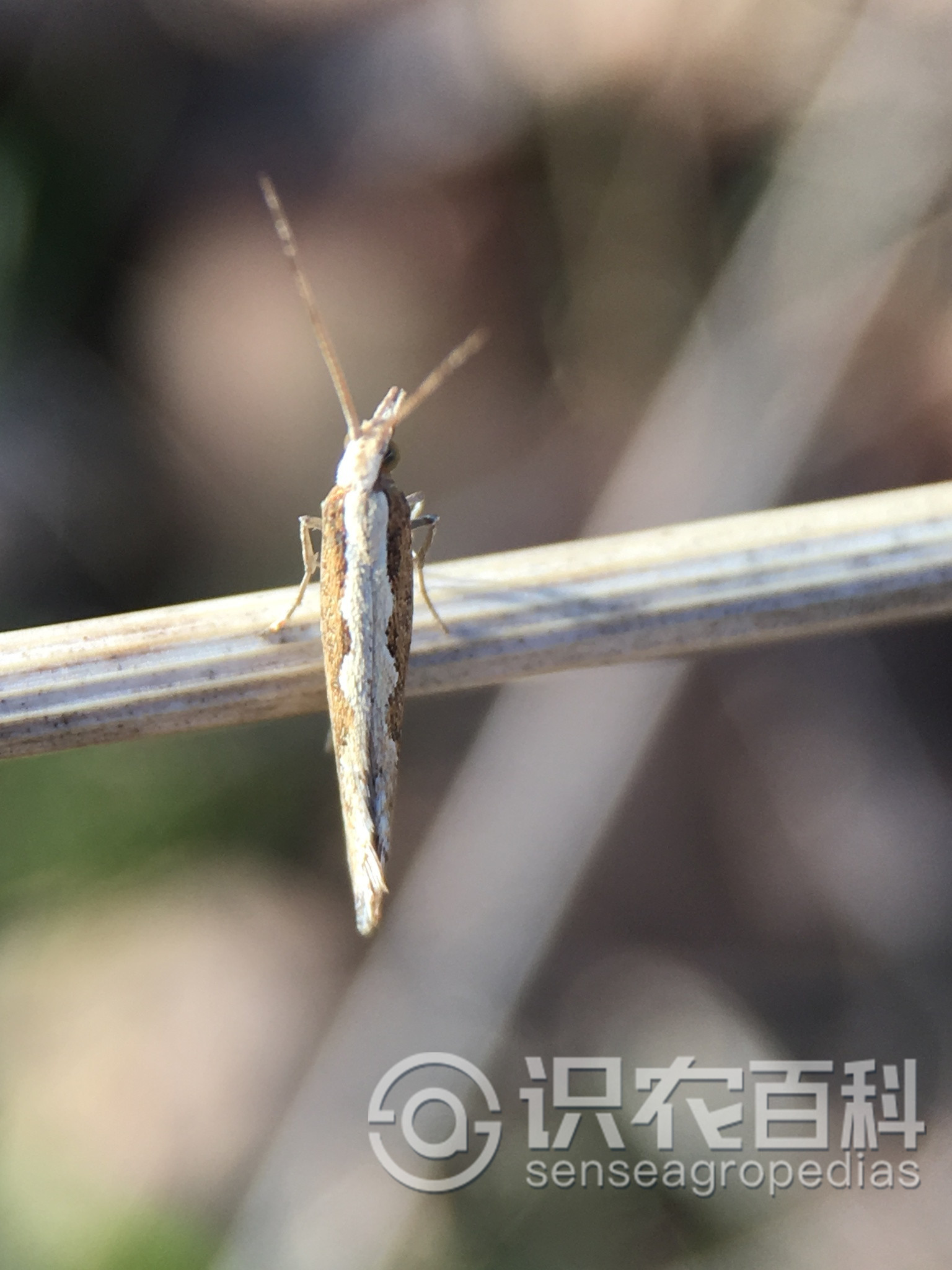 柑橘黄叶症状示例1