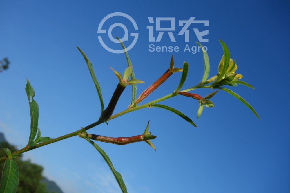 柑橘黄叶症状示例4