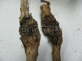 柑橘黄叶症状示例0