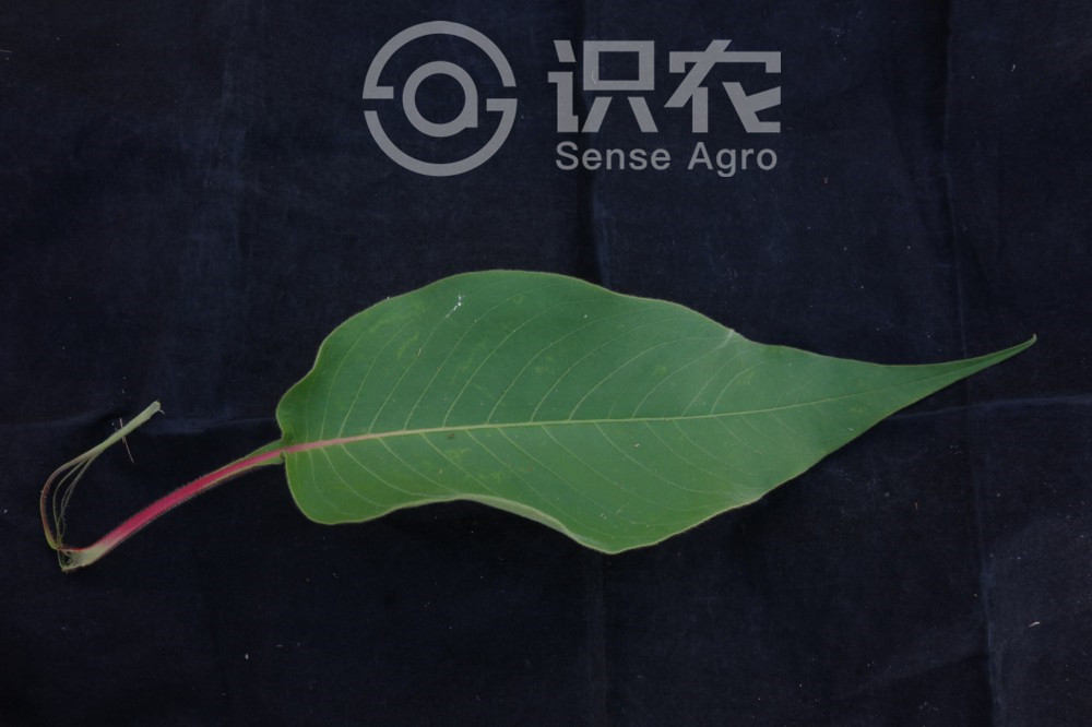 柑橘黄叶症状示例4