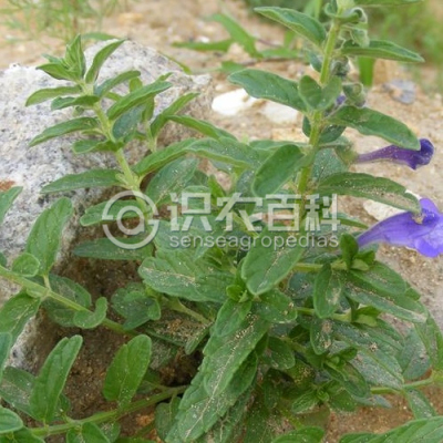 黄芩