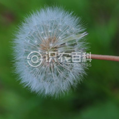 华蒲公英