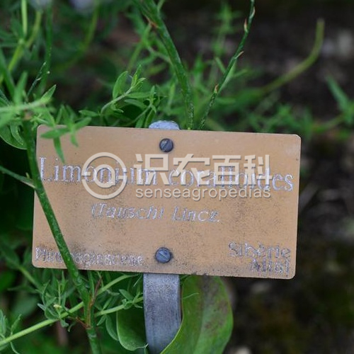 柑橘黄叶症状示例3