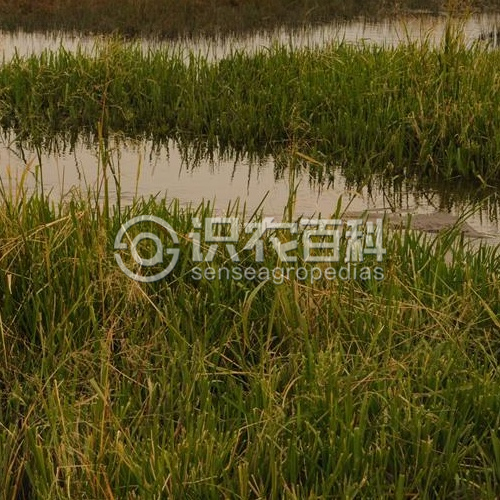 柑橘黄叶症状示例2