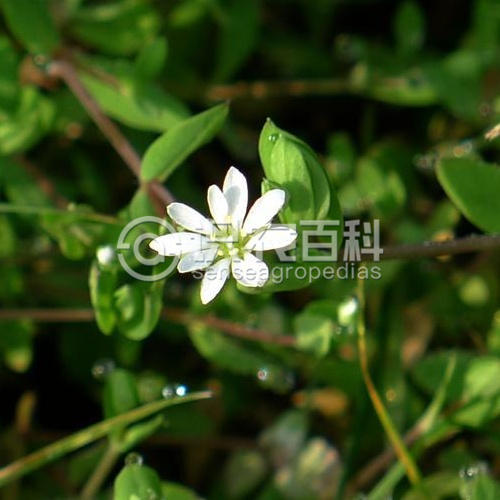 柑橘黄叶症状示例2
