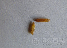 柑橘黄叶症状示例0