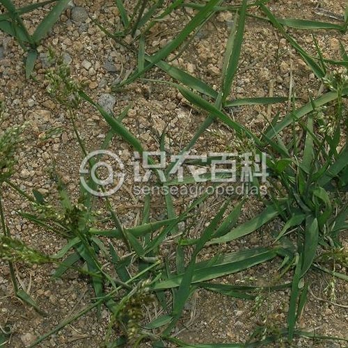 柑橘黄叶症状示例3