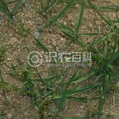 光稃香草