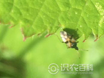 柑橘黄叶症状示例3
