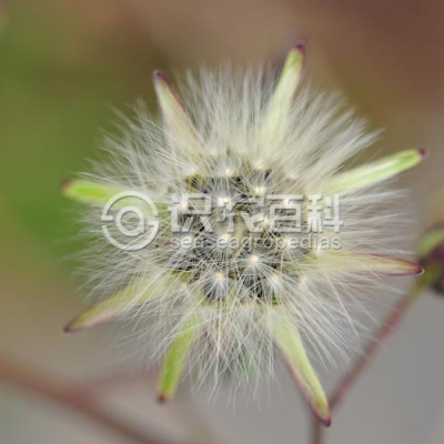 翅果菊