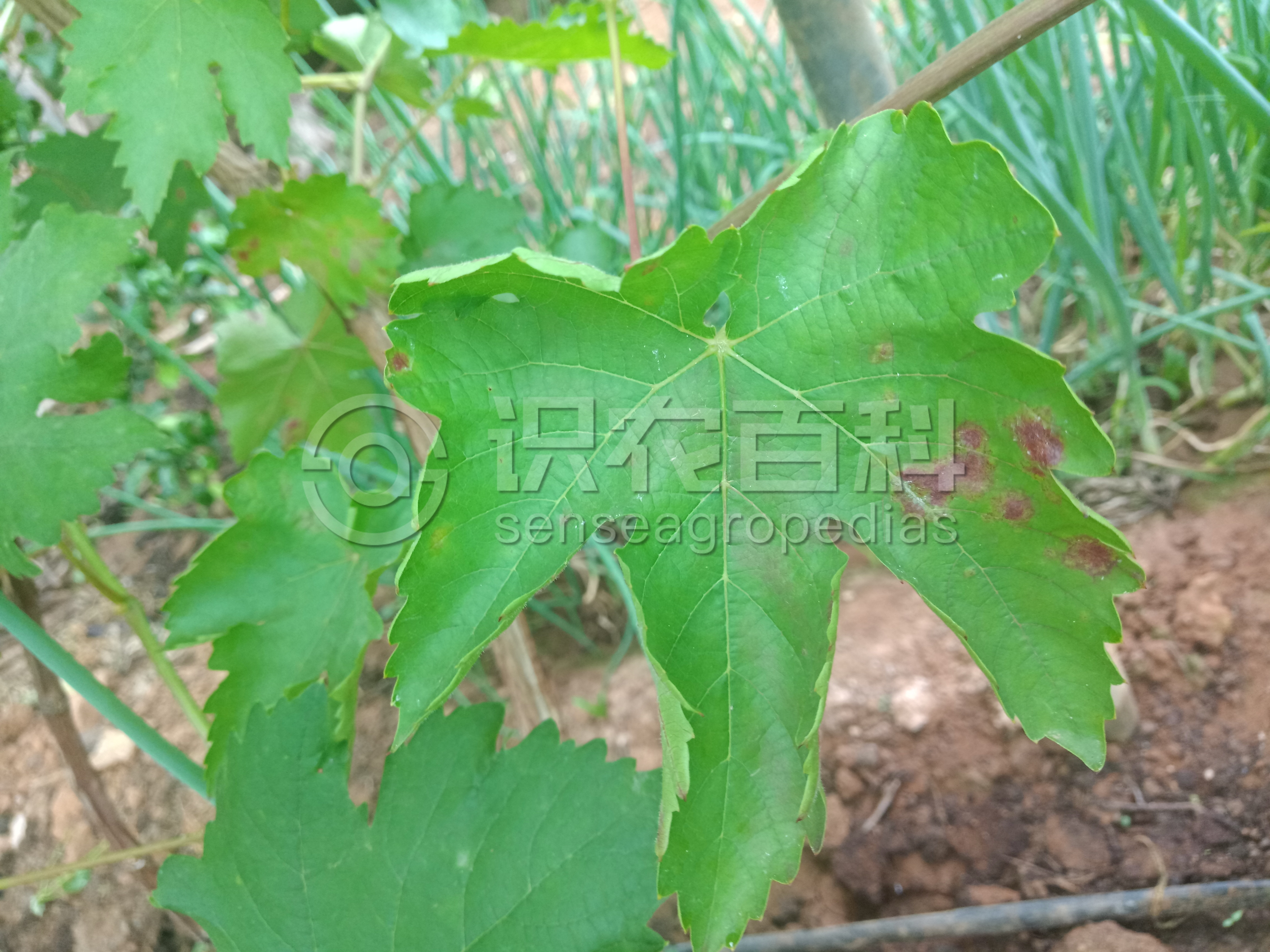 柑橘黄叶症状示例3