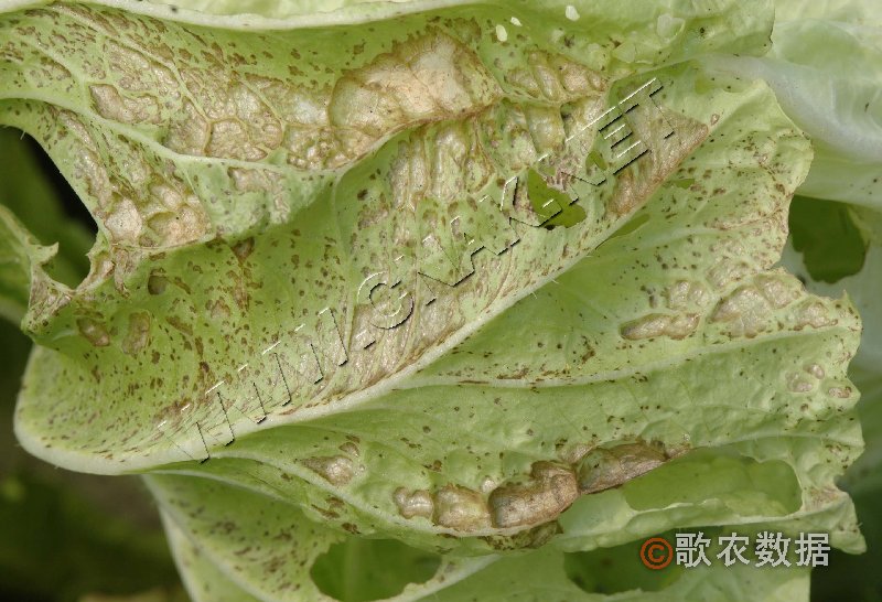 柑橘黄叶症状示例3