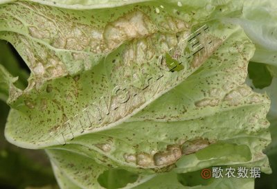 大白菜细菌性叶斑病