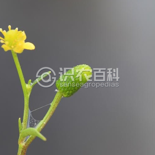 柑橘黄叶症状示例1