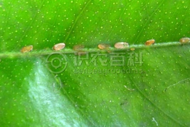 柑橘黄叶症状示例3
