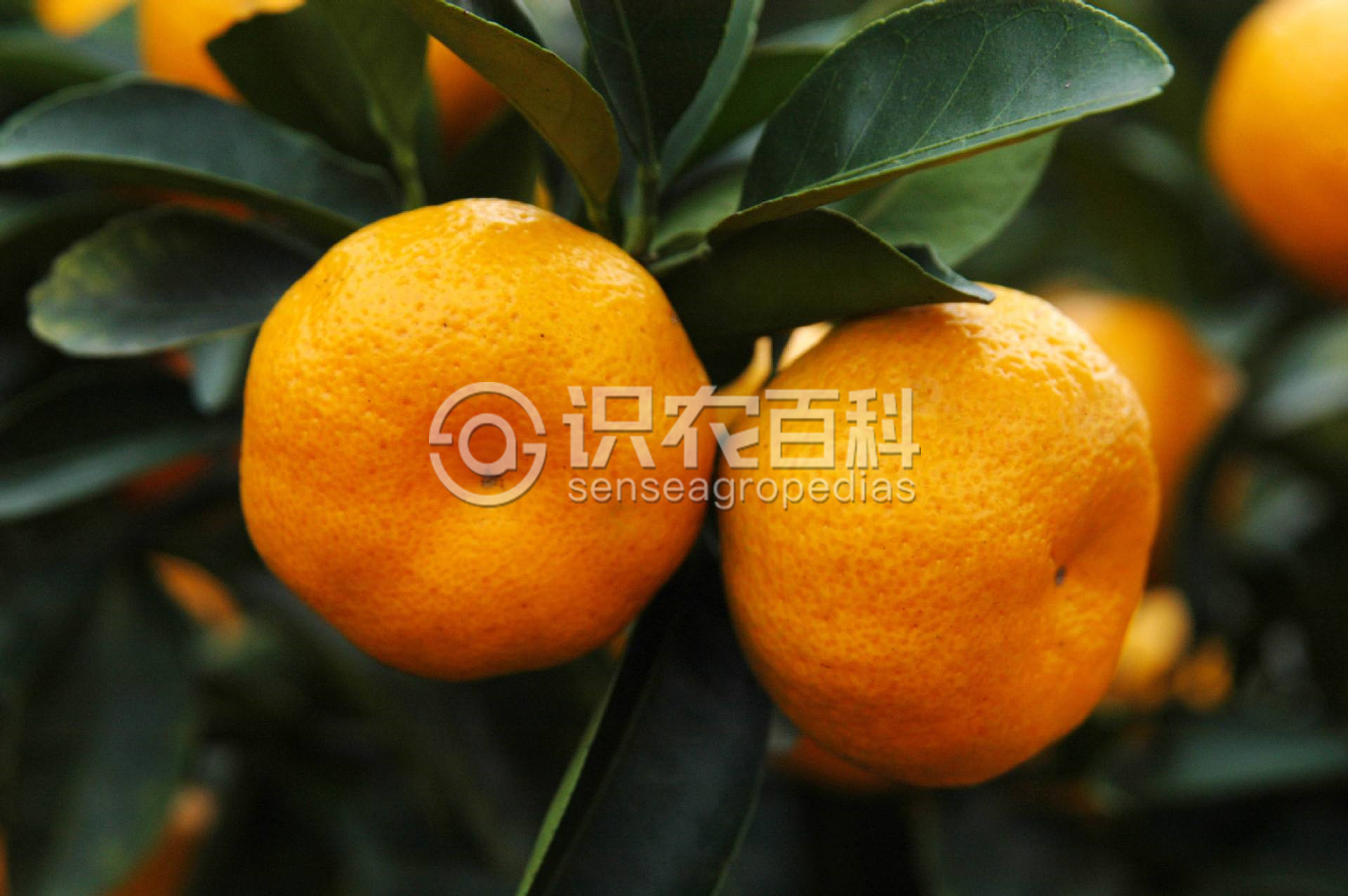 柑橘黄叶症状示例2