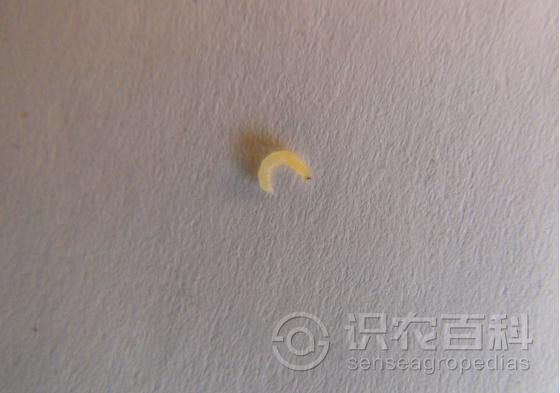 柑橘黄叶症状示例2