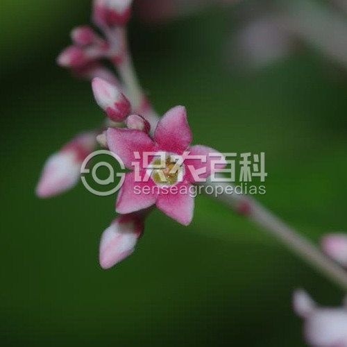 柑橘黄叶症状示例4