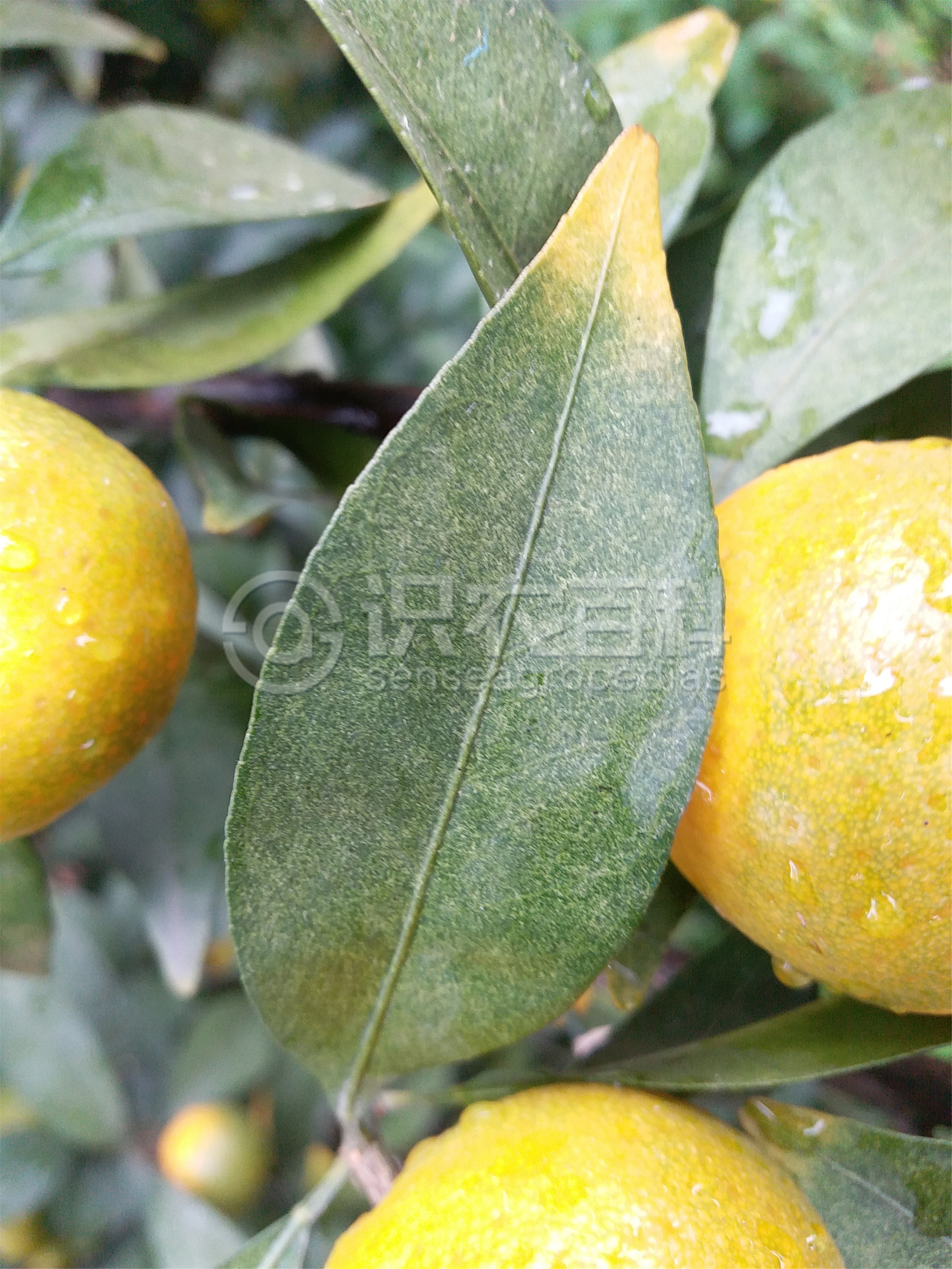 柑橘黄叶症状示例0