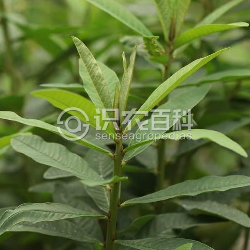 柑橘黄叶症状示例1