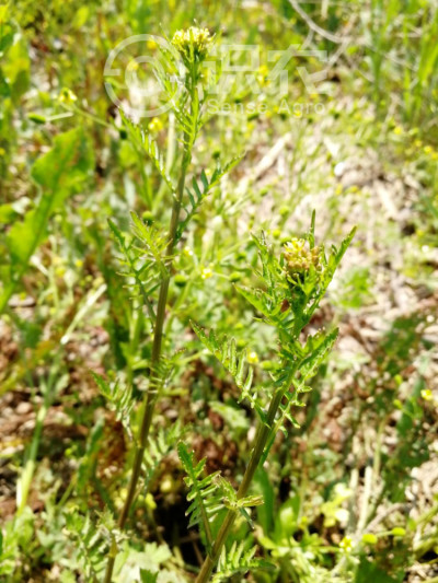 沼生蔊菜